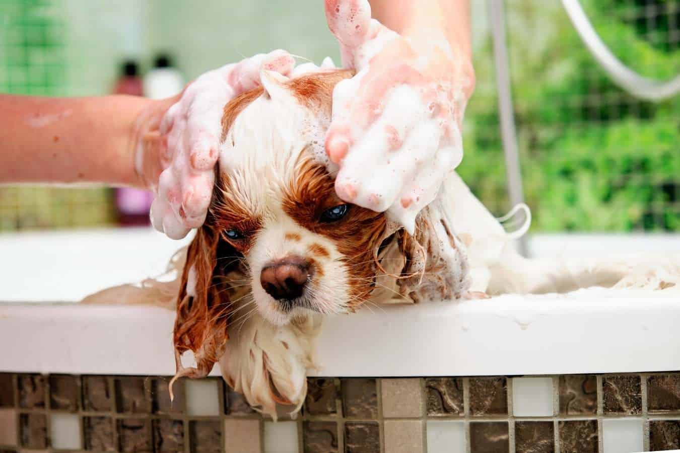 Kunt u de anti-vlooienshampoo van de hond gebruiken om zich te ontdoen van luizen