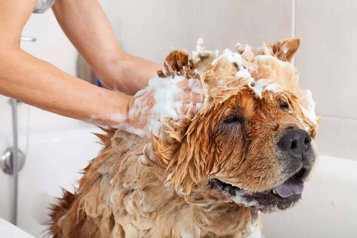 Kun je hondenshampoo op menselijk haar gebruiken