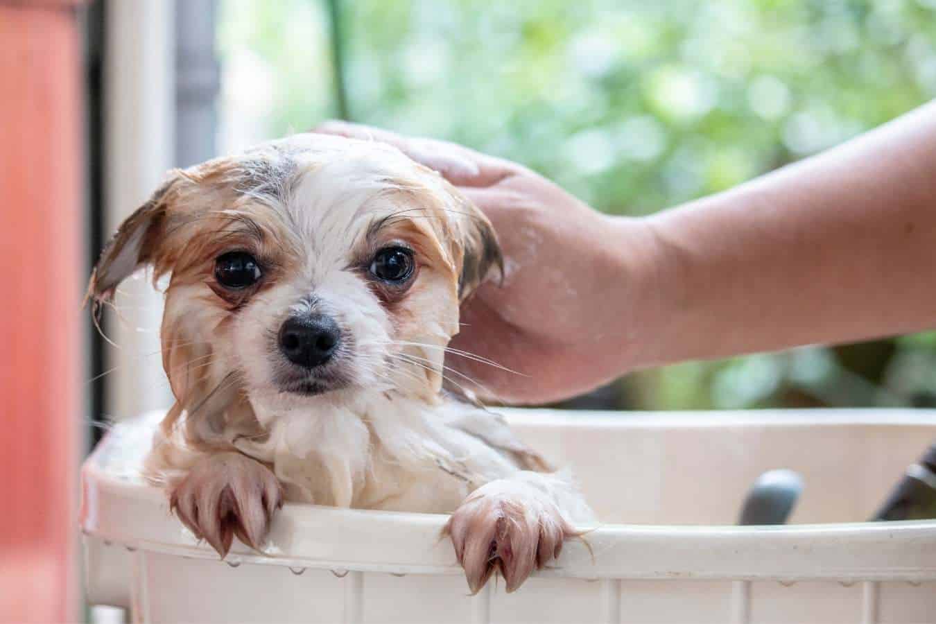 Kunt u menselijke shampoo op uw hond gebruiken