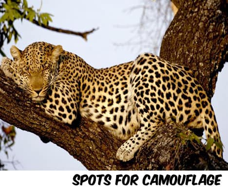 Een luipaard dat op de boom slaapt
