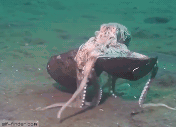 Octopus met kokosnoot gif